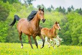 Wildes Sommergalopp-Abenteuer