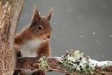 Winterliches Eichhörnchen in Nahaufnahme