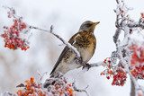 Winterliches Vogelszenario am Frostzweig