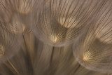 Zarte Eleganz der Naturstruktur