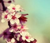 Zarte Frühlingsblüten in Pastelltönen