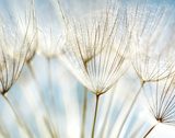 Zarte Pusteblumen im Gegenlicht
