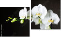 Diptychon
