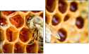 Diptychon