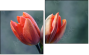 Diptychon