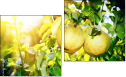 Diptychon