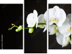 Triptychon