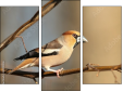 Triptychon