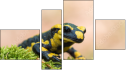 Viertychon