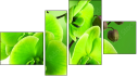 Viertychon