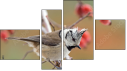 Viertychon