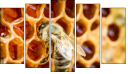 Pentaptychon