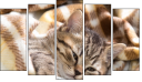Pentaptychon