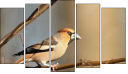 Pentaptychon