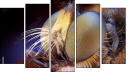 Pentaptychon